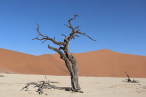 Trees in the Deadvlei valley